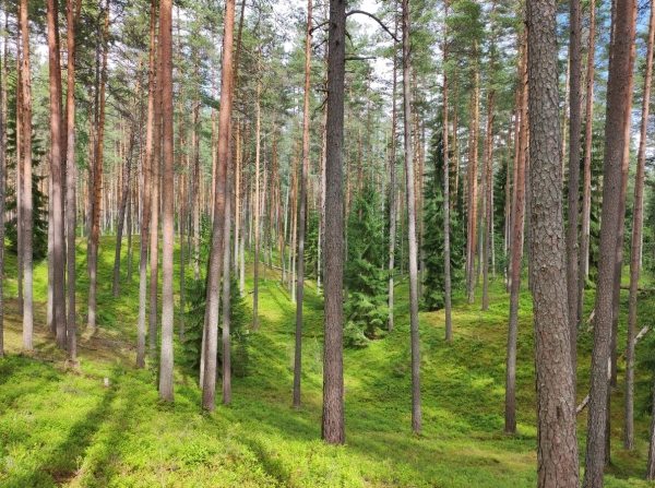 Моя любимая пора