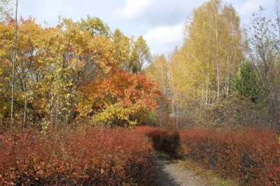 Битва за дендрарий. Почему Академия наук против природы