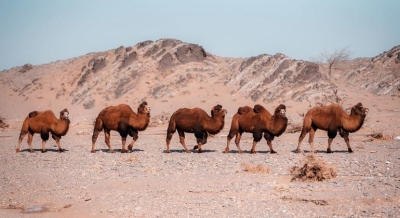 Верблюдоводство в Монголии: традиции и инновации